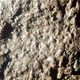 Close-up of the pustular surface texture of interpreted mummified skin.